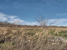 Plot for houses with a sea view, Patrabana, Varna